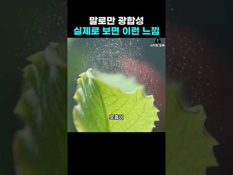 말로만 듣던 광합성, 실제로 보면 이런 느낌입니다 thumbnail