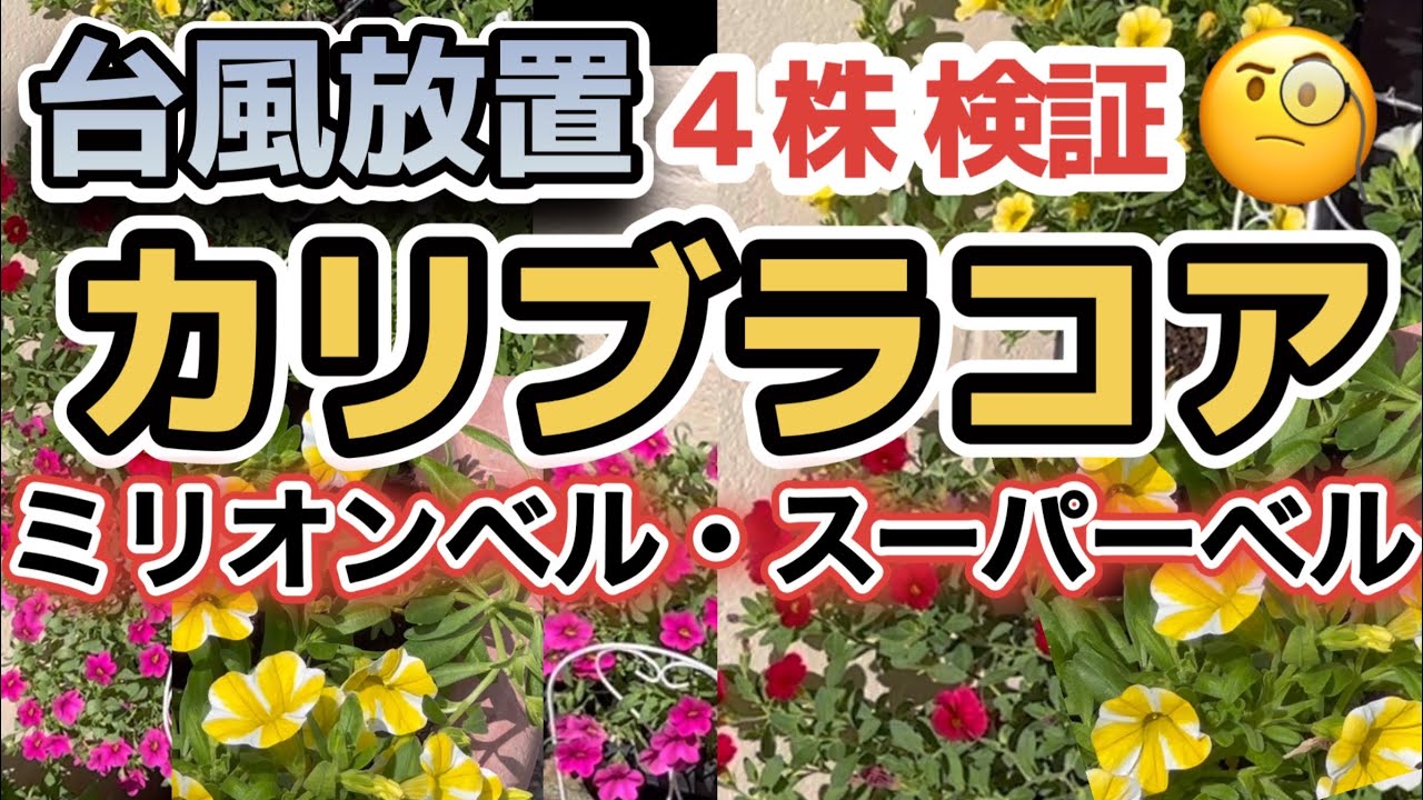 Results and maintenance of Calibrachoa plants left unattended