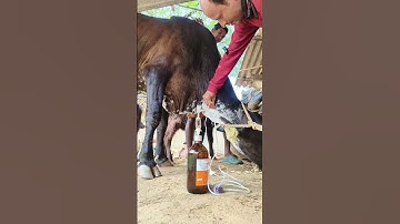 Excellent procedure for intravenous cannulation in jugular vein by Mathur Mondal#cow#IV#saline