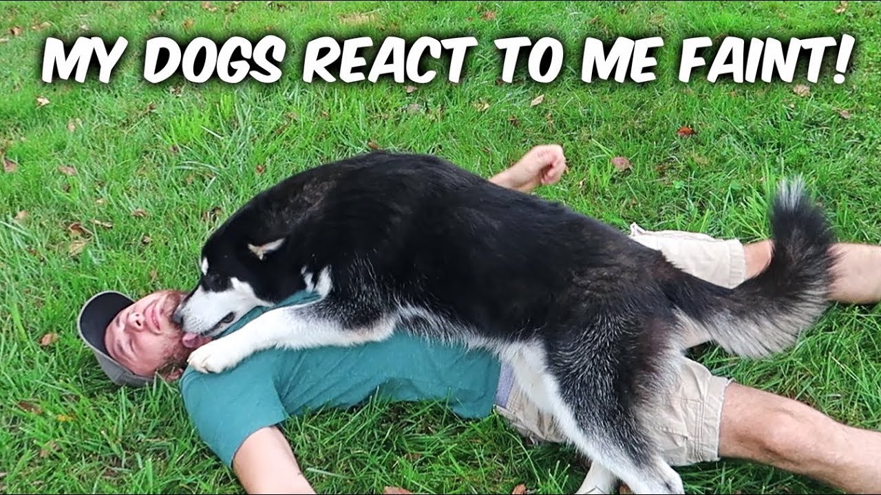 My Dogs React To Me Pretend Faint YouTube My Dogs React To Me Pretend Faint YouTube