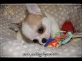 Elevage chihuahua - Petit bébé chiwawa Nova et son doudou, grenouille adoptée !