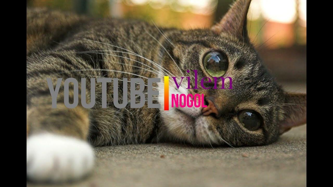 cat song YouTube