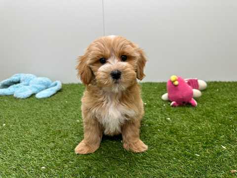 Video van Maltipoo Mannelijk Abricot - PUP-ID 014729186 | Dierenhof Debrabandere