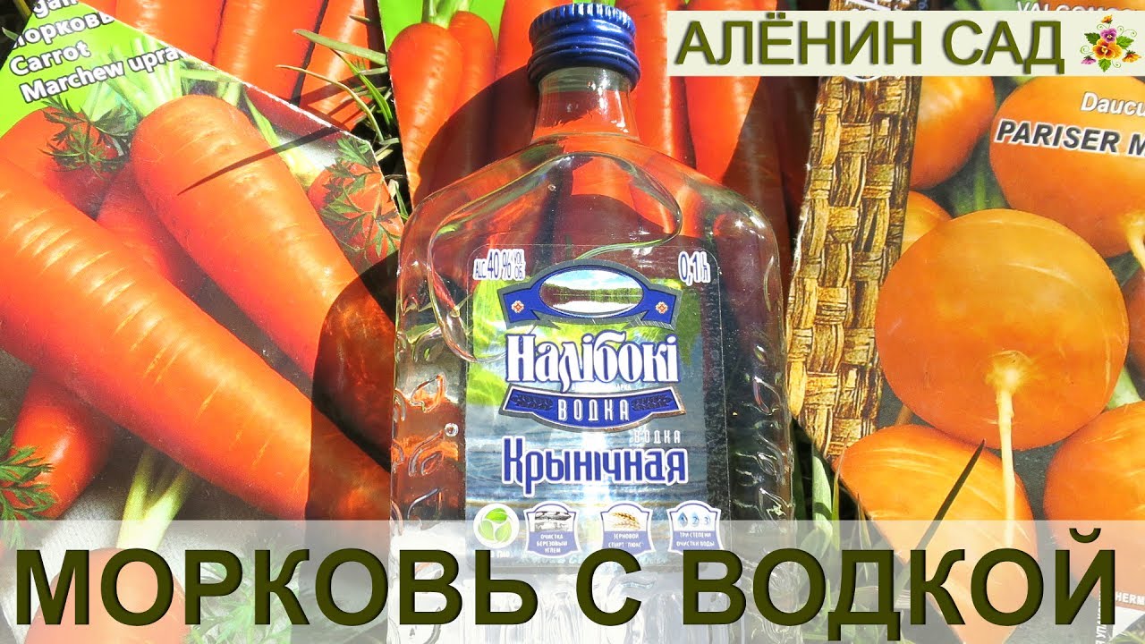 ⁣ВОДКА, СЕЛЁДКА... т.е. МОРКОВКА! Посев моркови с водкой для быстрого прорастания