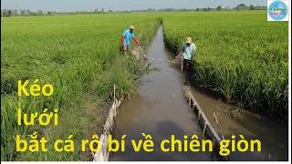 1013 | Ra đồng bắt cá rô non về chiên giòn | Fishing