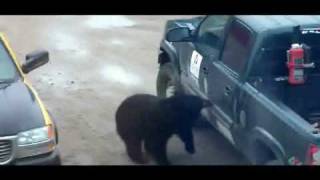 Bear Opening Truck Door (twice)