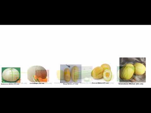 Melon Size Comparison