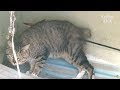 Arrow Pierces Cat's Body | Animal in Crisis EP11