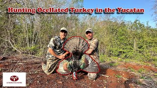 Hunting Ocellated Turkey in Yucatan... Single Season World Slam Complete