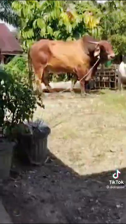 VIRAL SAPI LIMOSIN TERBESAR PUNYA PRESIDEN SIAP DIPOTONG 2022