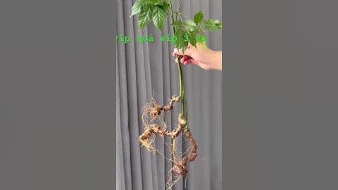 3 củ 125gram sâm rừng #sâm_lai_châu_rừng