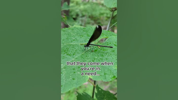 YOU SHOULD LISTEN CLOSELY, ANCESTORS AND DRAGONFLIES.