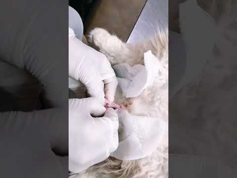 فيديو: جراحة التعقيم للكلاب والقطط