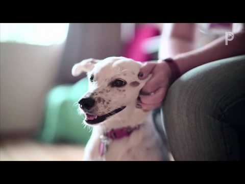 Vidéo: À L'intérieur De L'assurance Santé Pour Animaux De Compagnie : Entretien Avec Le PDG D'Embrace Pet Insurance