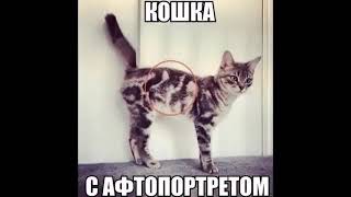 Смешные котики для настроения