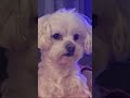 My doggy 😘#love #doggy #fypシ゚viral