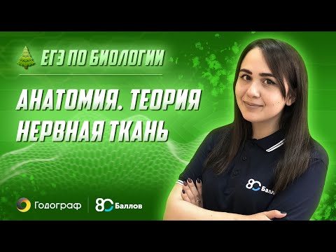 ЕГЭ по Биологии 2022. Анатомия. Теория. Нервная ткань