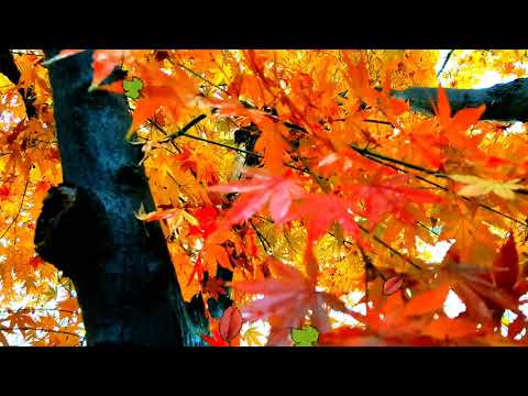 서은영 ♪꿈을꾼다♬ (가사포함)