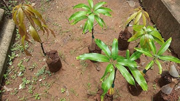 Amazing results on Double stone grafted mango plant | Stone grafting double grafting  💯% Results