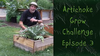 Artichoke Grow Challenge: Episode 3