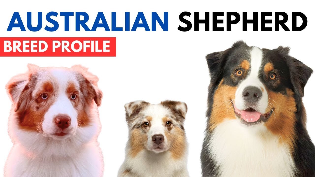 Australian Shepherd Breed Profile History - Price - Traits - The Aussie Grooming Needs - Lifespan