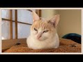 【超悲報】留守番中の猫達を盗撮したら一匹の猫がのけ者にされていました