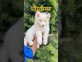 Husky Snow white Wolly coat puppies in Kerala #shortsfeed #shorts #shortsviral #husky