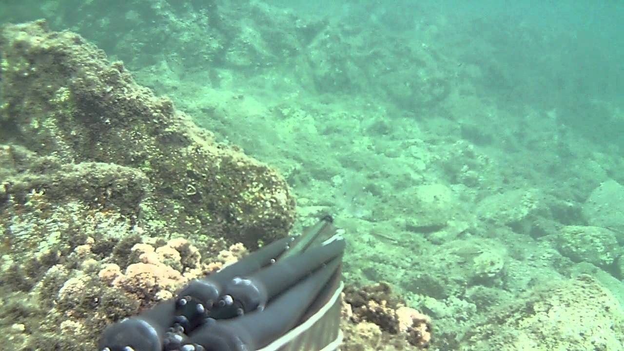 Pescasub Orata graziata - YouTube