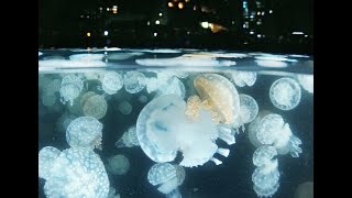 光を撮る「クラゲの楽園」鹿児島・錦江湾