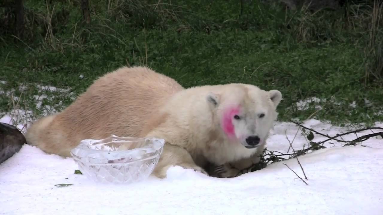 Polarbearology & conjectaneum