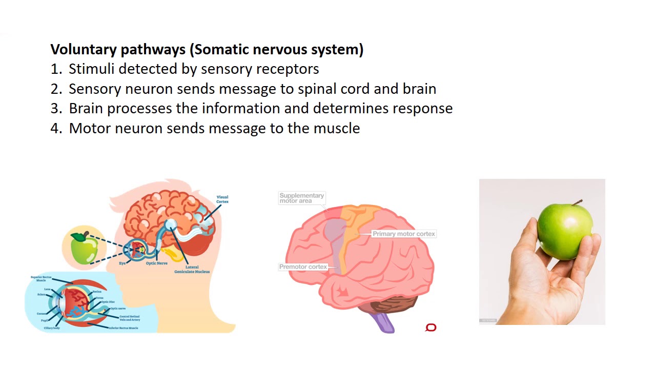 9 Science Lesson 12 nerve pathways - YouTube