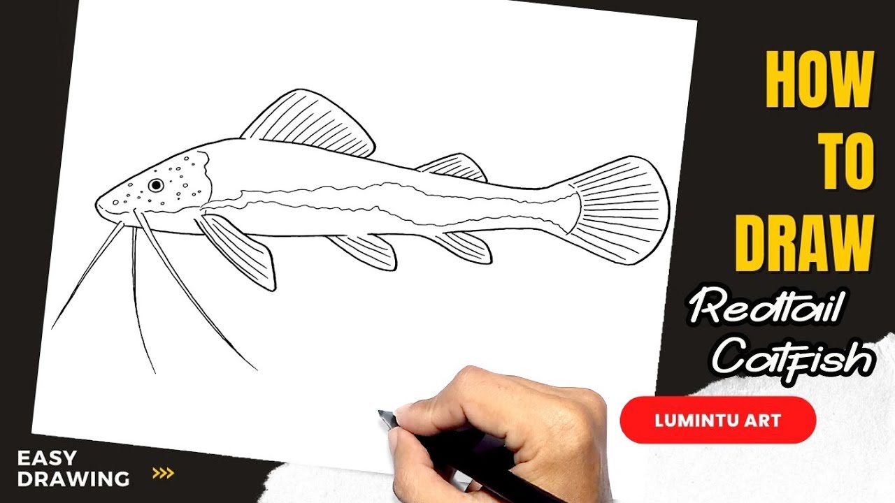 How to draw Redtail Catfish 