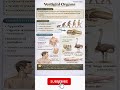 Vestigial Organs | Definition, Examples &amp; Importance | Evolution Explained Simply