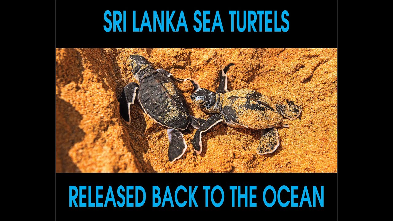 Sea Turtles - Release Back to the Ocean Sri Lanka - YouTube