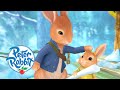 Peter rabbit  brotherly love  cartoons for kids