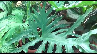 شجرة الحب المفصصة الريشية Philodendron selloum