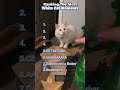 Ranking White Cat Moments  #cat #whitecat #catvideos #funny #behaviour