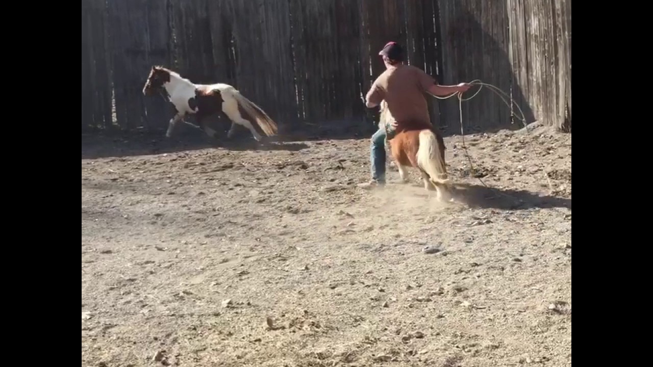 Roping off miniature pony YouTube