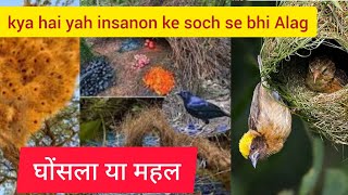 most extraordinary Bird nesta around the globe  |घोंसला या महल