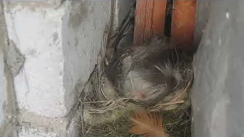 Так Воробьи Откладывают Яйца (Sparrow. Оviposition)
