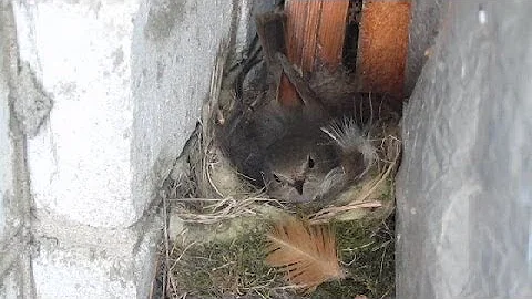 Так Воробьи Откладывают Яйца (Sparrow. Оviposition)