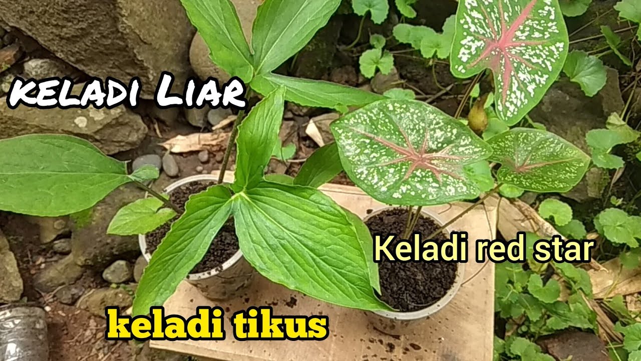 Tanaman keladi liar | keladi red star & keladi tikus