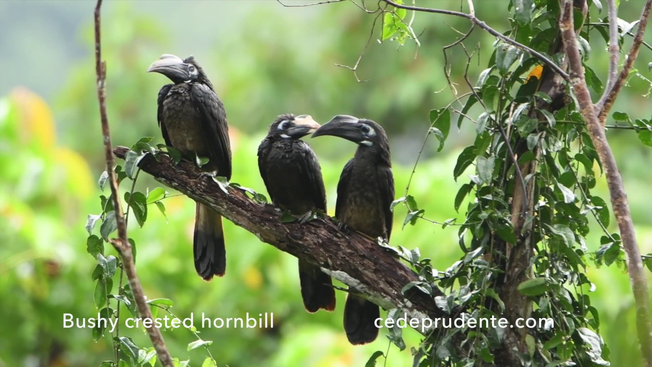 Bushy-crested hornbill (Anorrhinus galeritus) 4K video