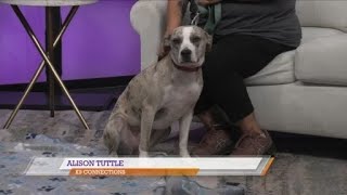 SPCA of East Texas: Meet Sadie