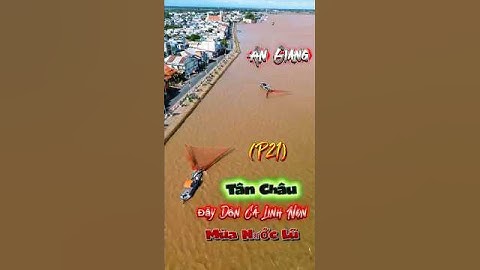 Tân Châu Đẫy Dồn Cá Linh Non Mùa Nước Lũ (P21) #angiang #fishing #shortvideo #phamvanlamag #mientay
