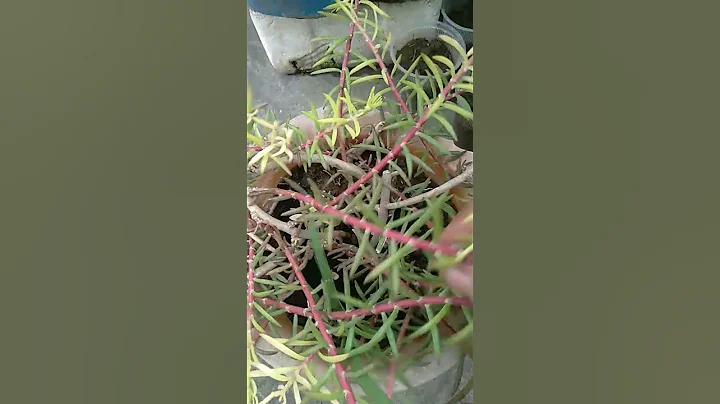 portulaca plants #youtubeshorts #gardening #shorts #myhomegarden