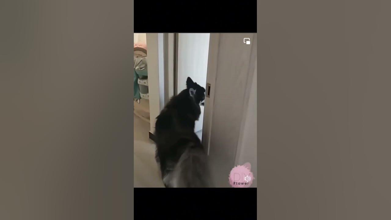 if-your-dog-follows-you-everywhere-then-it-s-a-sign-that-they-trust-and