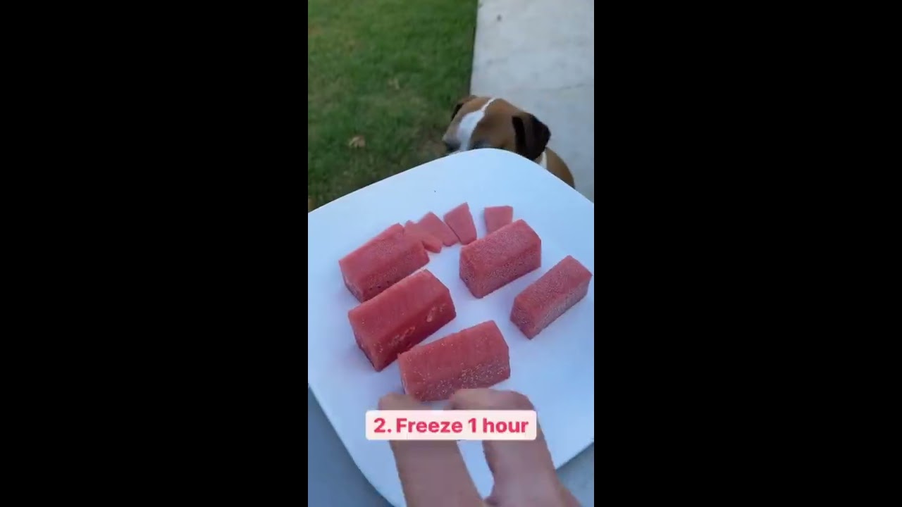 How To Make Watermelon Ice Dog Treats Shorts