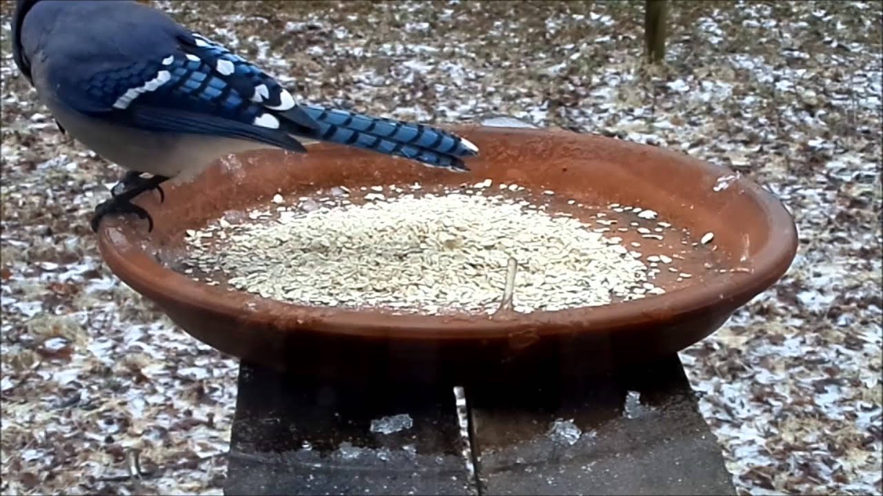 Woodpeckers and Cardinals feeding