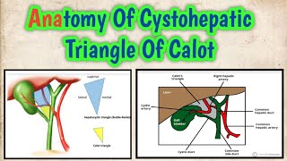 Anatomy Of Cystohepatic Triangle Of Calot